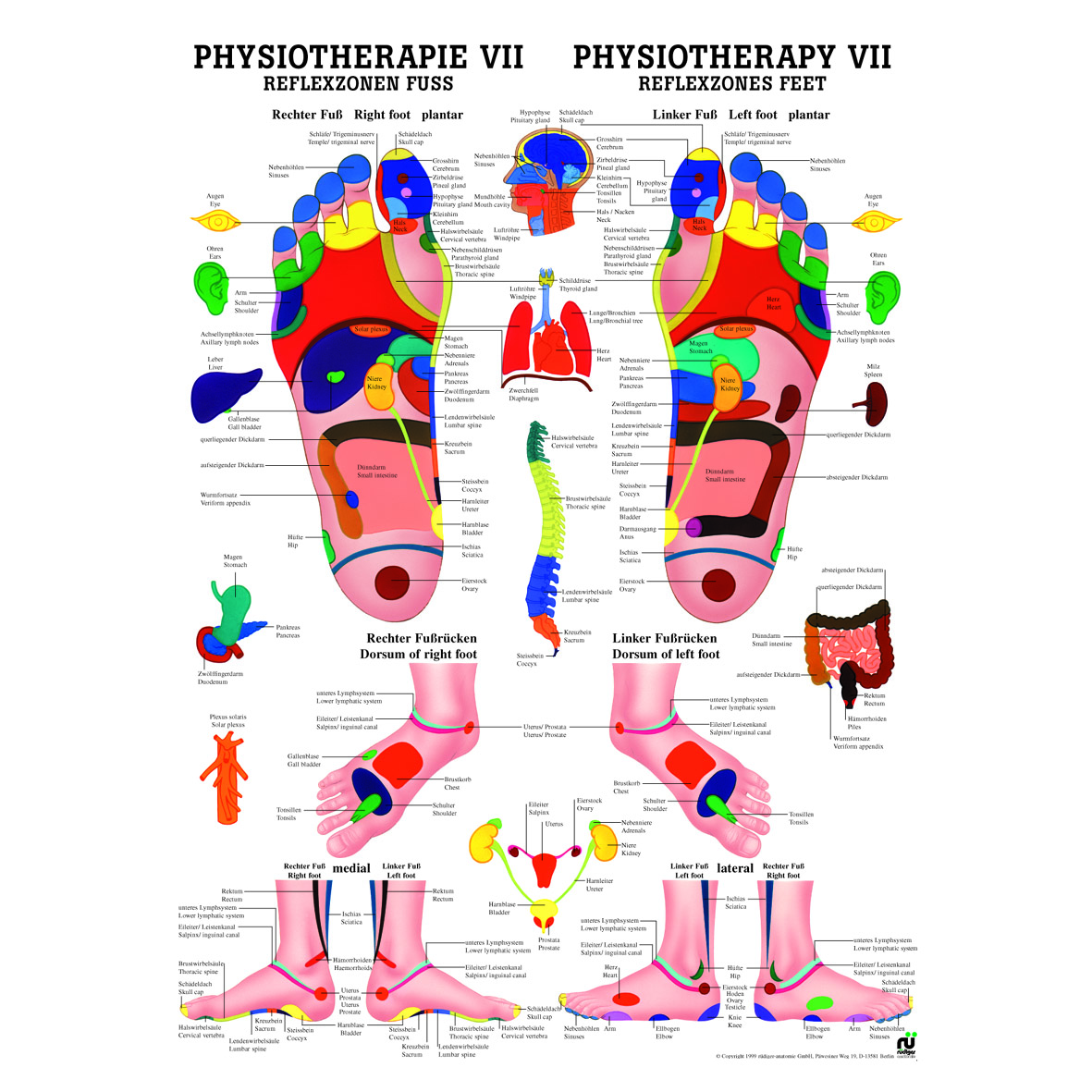 Anatomische Lehrtafel "Physiotherapie, Reflexzone Fuß 34 x 24